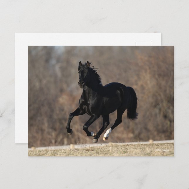 Bob Langrish | Black Andalucian Stallion Running Vykort (Fram/baksida)