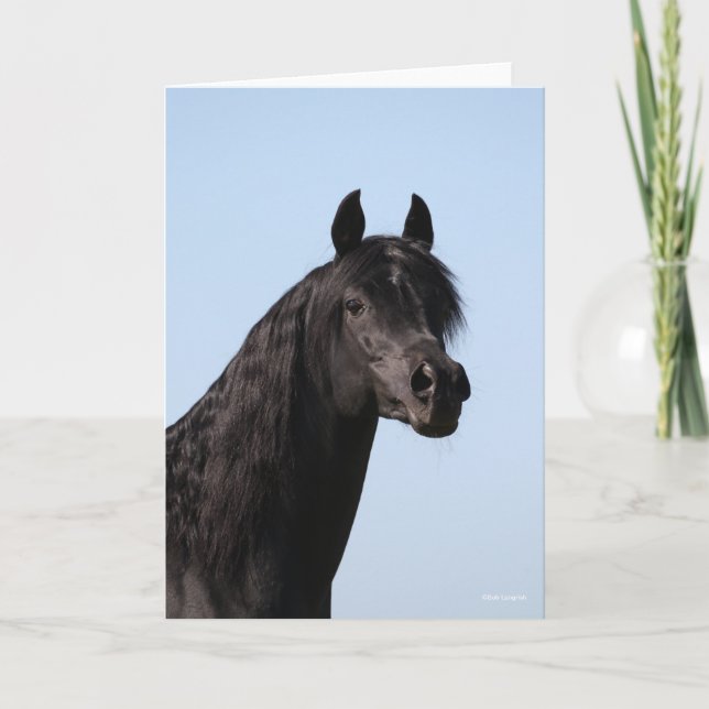 Bob Langrish | Black Arab Stallion headshot Kort (Framsida)