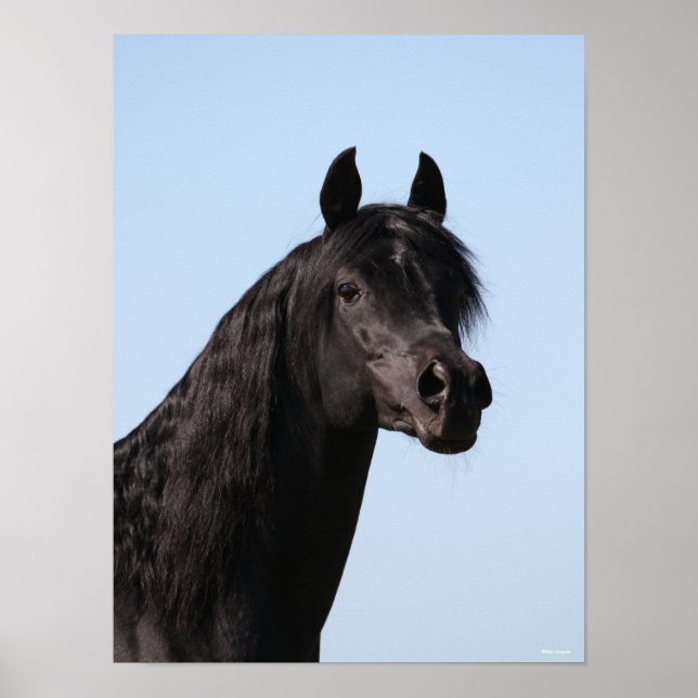 Bob Langrish | Black Arab Stallion headshot Poster (Framsidan)