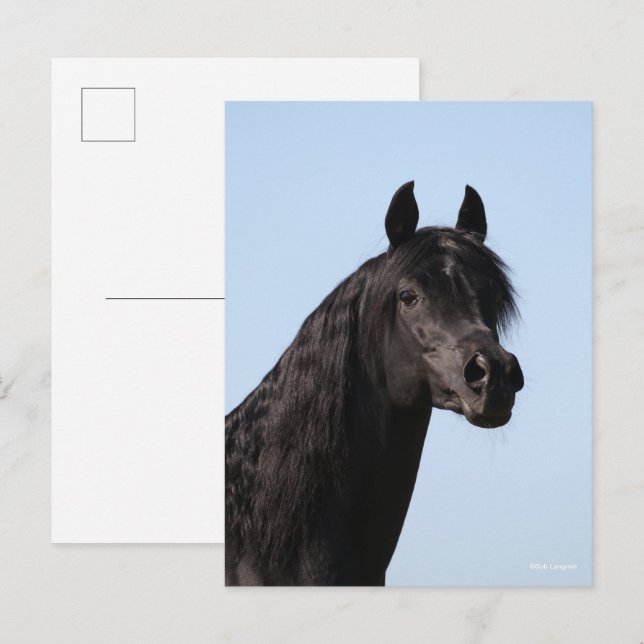 Bob Langrish | Black Arab Stallion headshot Vykort (Fram/baksida)