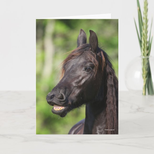 Bob Langrish | Black Friesian Flehmen Headshot Kort (Framsida)