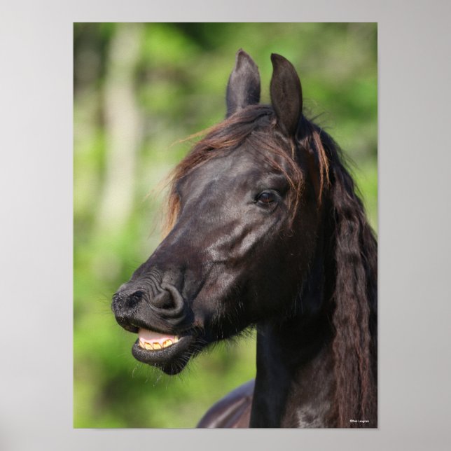Bob Langrish | Black Friesian Flehmen Headshot Poster (Framsidan)