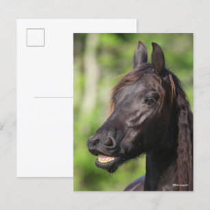 Bob Langrish Black Friesian Flehmen Headshot Vykort