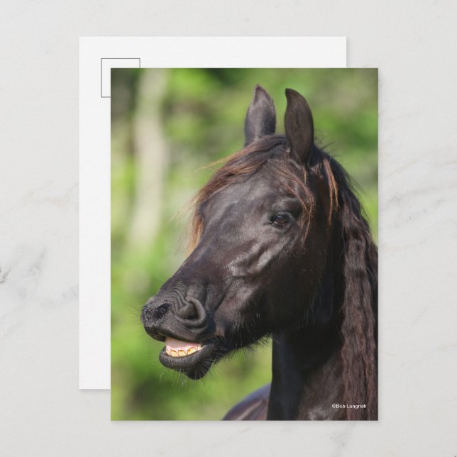 Bob Langrish | Black Friesian Flehmen Headshot Vykort (Fram/baksida)