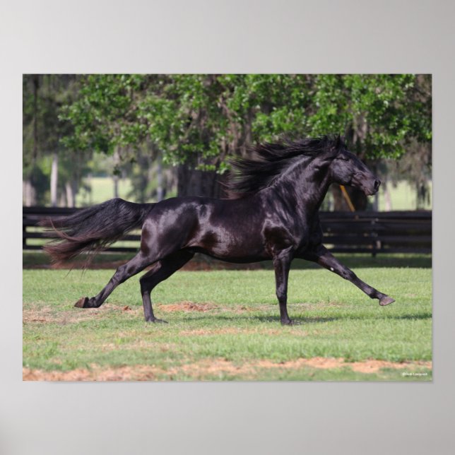 Bob Langrish | Black Lusitano Running Mane Flowing Poster (Framsidan)