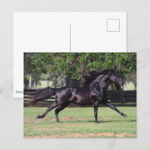 Bob Langrish Black Lusitano Running Mane Flowing Vykort