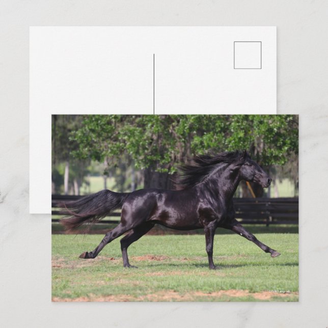 Bob Langrish | Black Lusitano Running Mane Flowing Vykort (Fram/baksida)