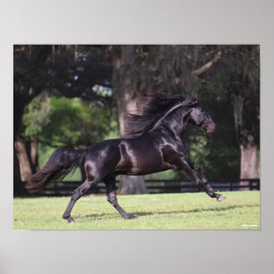 Bob Langrish   Black Lusitano Running Poster