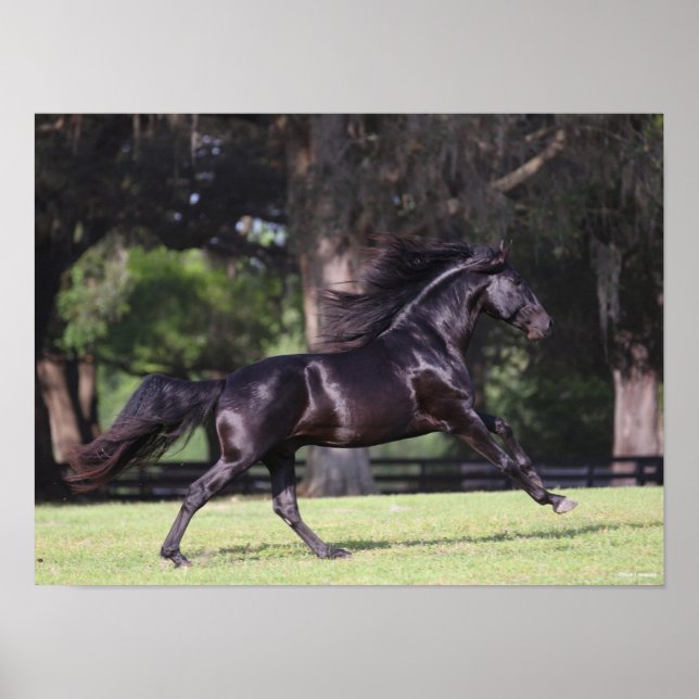 Bob Langrish | Black Lusitano Running Poster (Framsidan)