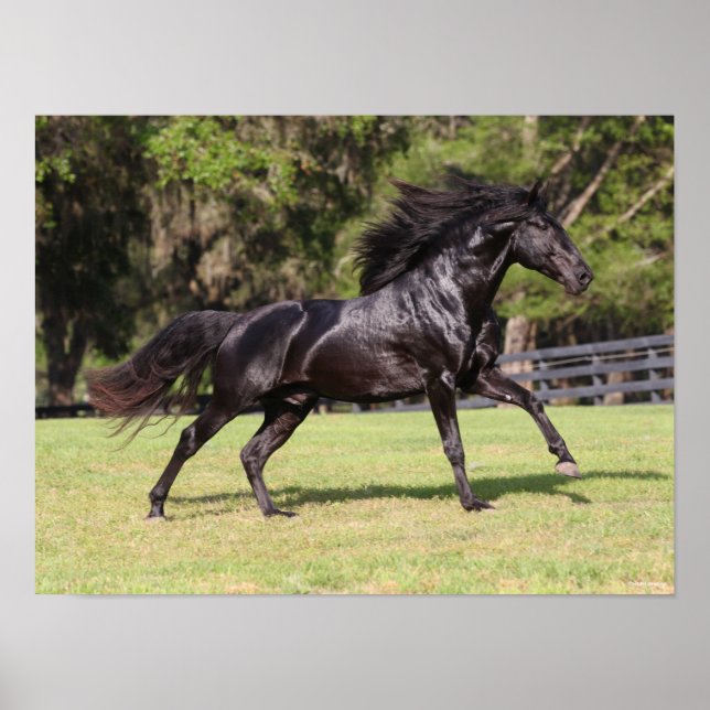 Bob Langrish | Black Lusitano Running Poster (Framsidan)