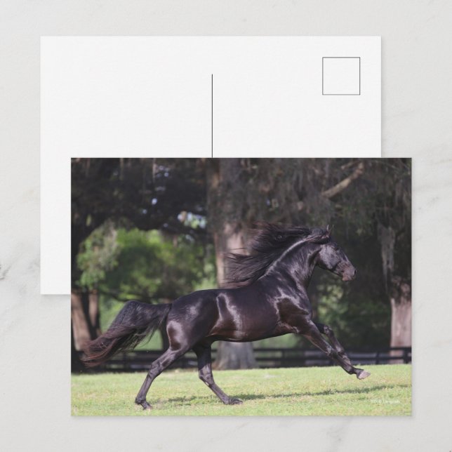 Bob Langrish | Black Lusitano Running Vykort (Fram/baksida)