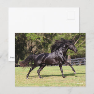Bob Langrish Black Lusitano Running Vykort