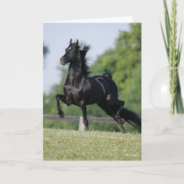 Bob Langrish | Black Morgan Horse Trotting Kort (Framsida)