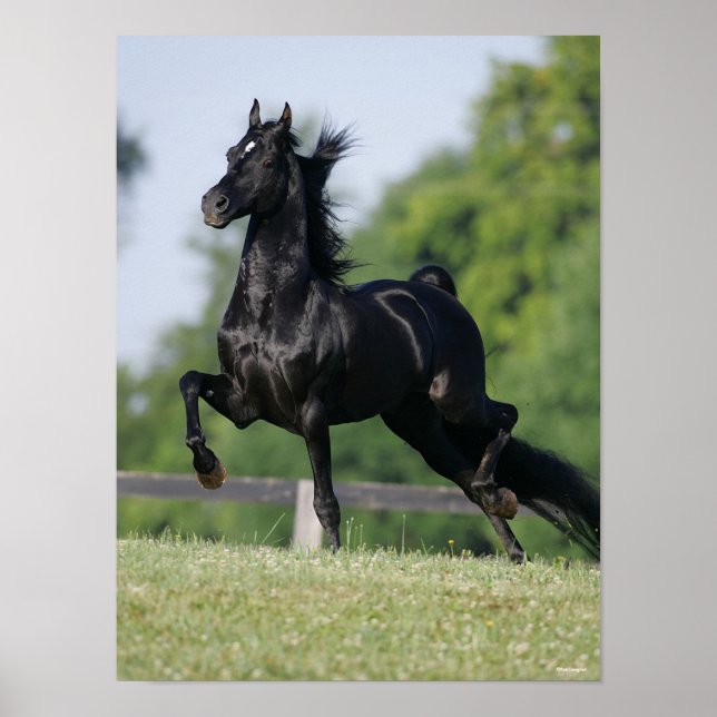 Bob Langrish | Black Morgan Horse Trotting Poster (Framsidan)