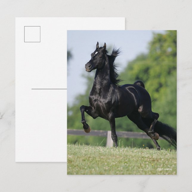 Bob Langrish | Black Morgan Horse Trotting Vykort (Fram/baksida)