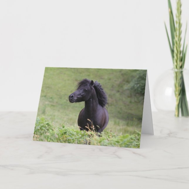 Bob Langrish Black Shetland Pony Stallion Headshot Kort (Framsida)
