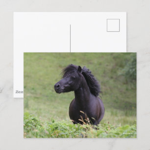 Bob Langrish Black Shetland Pony Stallion Headshot Vykort