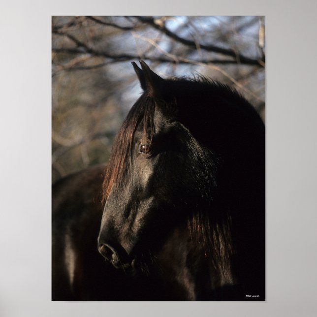 Bob Langrish | Black Tennessee Walker Headshot Poster (Framsidan)