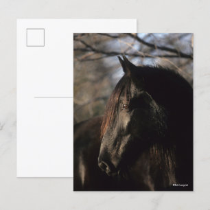 Bob Langrish   Black Tennessee Walker Headshot Vykort