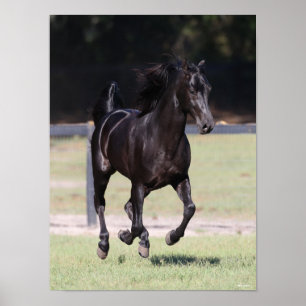 Bob Langrish   Black Tennessee Walker Running Poster
