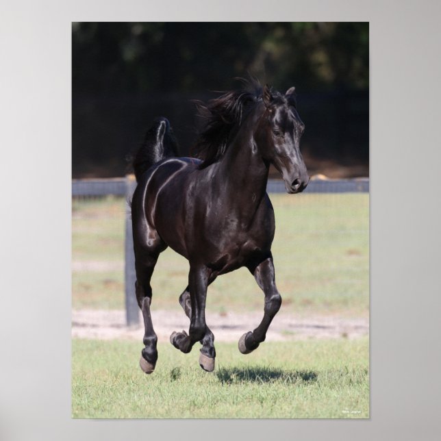 Bob Langrish | Black Tennessee Walker Running Poster (Framsidan)