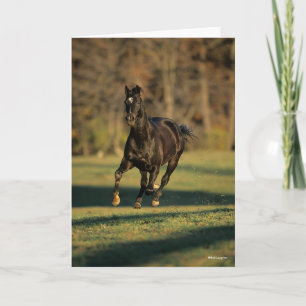 Bob Langrish Black Thoroughavlade Running Kort