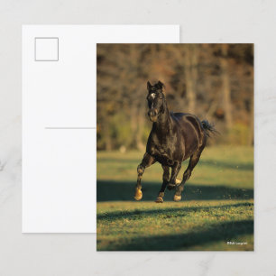 Bob Langrish Black Thoroughavlade Running Vykort