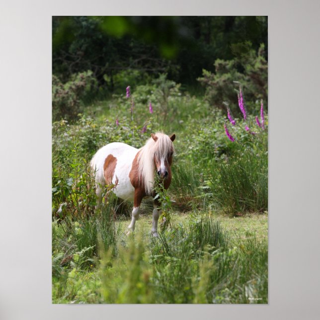 Bob Langrish | Blommor i Shetland Pony Poster (Framsidan)
