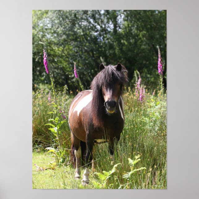 Bob Langrish | Blommor i Shetland Pony Poster (Framsidan)