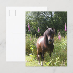 Bob Langrish Blommor i Shetland Pony Vykort