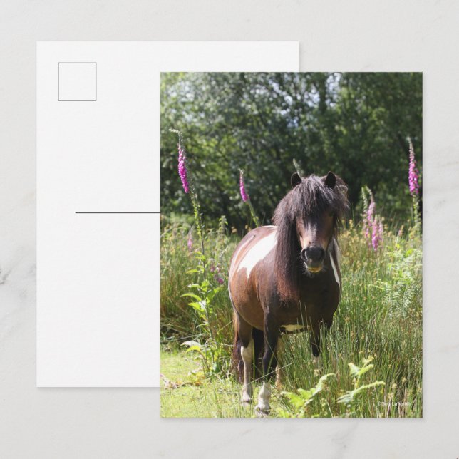 Bob Langrish | Blommor i Shetland Pony Vykort (Fram/baksida)