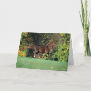 Bob Langrish   Brun Rocky Mountain Horse Running Kort