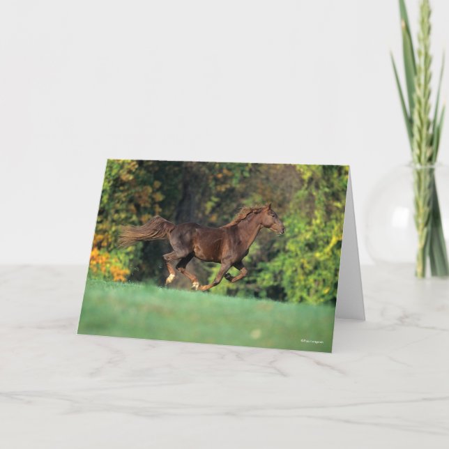 Bob Langrish | Brun Rocky Mountain Horse Running Kort (Framsida)