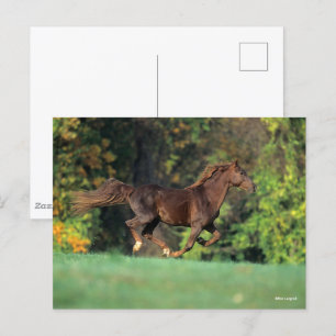 Bob Langrish Brun Rocky Mountain Horse Running Vykort