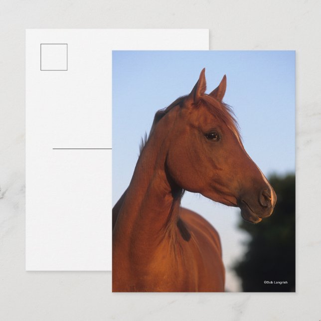 Bob Langrish | Brunt arabiskt huvudfoto Vykort (Fram/baksida)