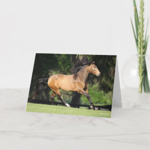 Bob Langrish Buckskin Lusitano Running Kort