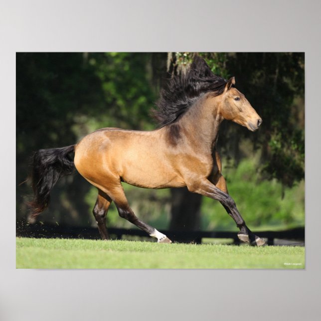 Bob Langrish | Buckskin Lusitano Running Poster (Framsidan)