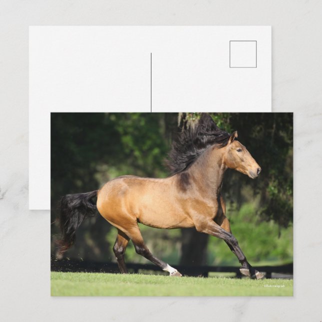 Bob Langrish | Buckskin Lusitano Running Vykort (Fram/baksida)