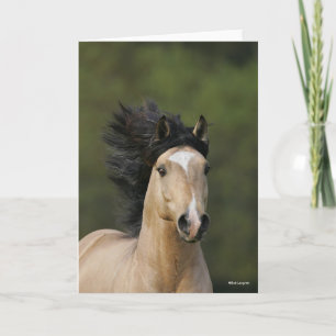 Bob Langrish Buckskin Welsh Pony Headshot Kort