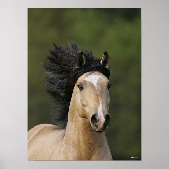 Bob Langrish | Buckskin Welsh Pony Headshot Poster (Framsidan)