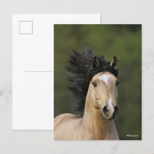 Bob Langrish Buckskin Welsh Pony Headshot Vykort