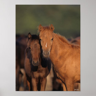 Bob Langrish Caspian Pony Foals står ihop Poster