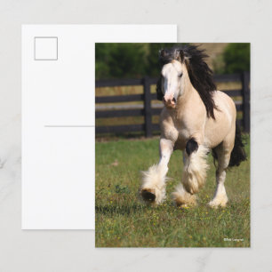 Bob Langrish Champagne Färg Gypsy Vanner Running Vykort