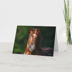 Bob Langrish Chestnut Andalucian Stallion Headshot Kort