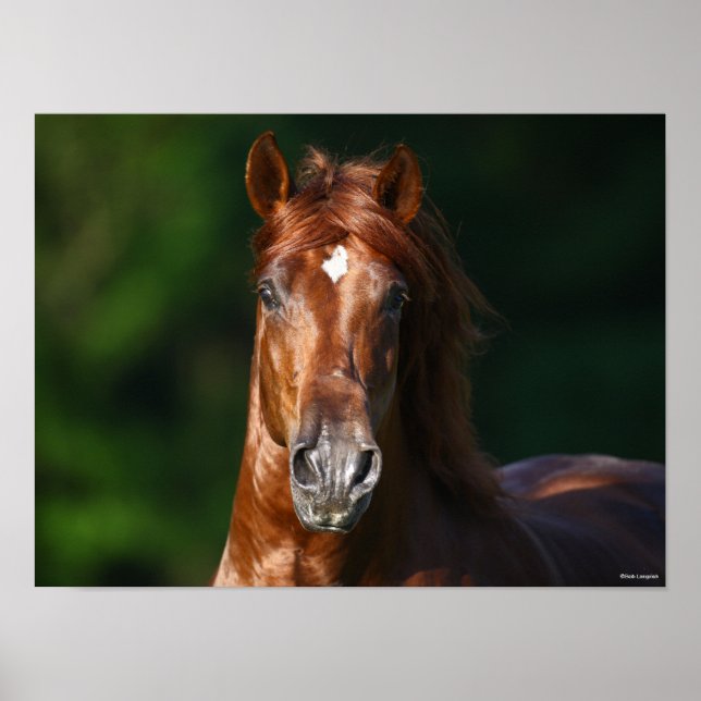 Bob Langrish Chestnut Andalucian Stallion Headshot Poster (Framsidan)