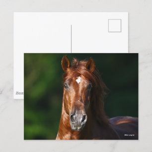 Bob Langrish Chestnut Andalucian Stallion Headshot Vykort
