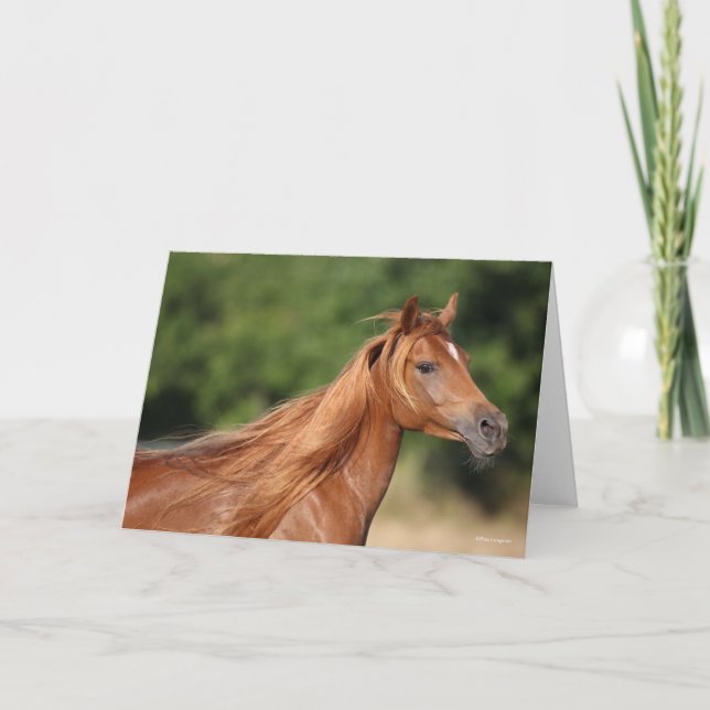 Bob Langrish | Chestnut Arab Headshot Mane Flowing Kort (Framsida)