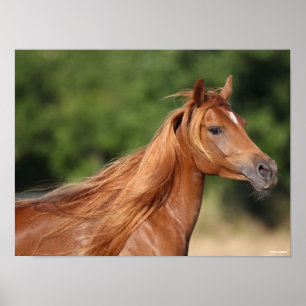 Bob Langrish   Chestnut Arab Headshot Mane Flowing Poster