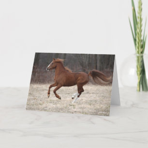 Bob Langrish Chestnut Hackney Pony Running Kort