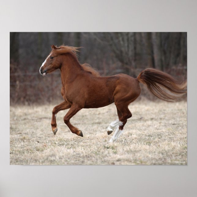 Bob Langrish | Chestnut Hackney Pony Running Poster (Framsidan)